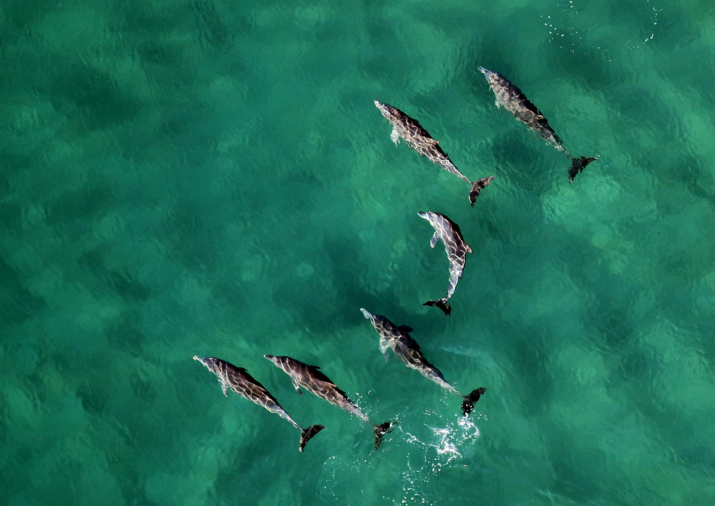 Maui and Hector's dolphins