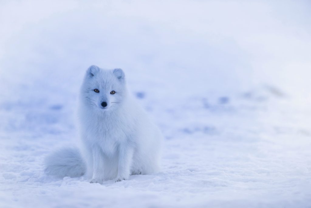 A fox sitting in the snow.