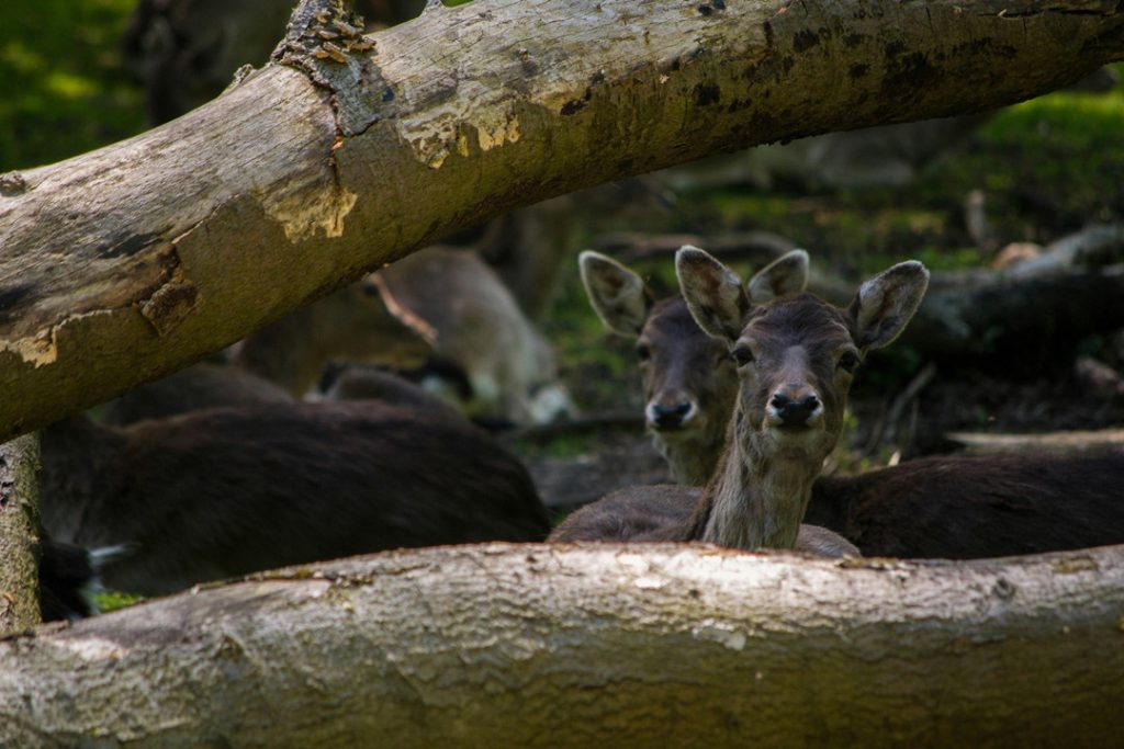 Deers hid behind the trunk of a tree.