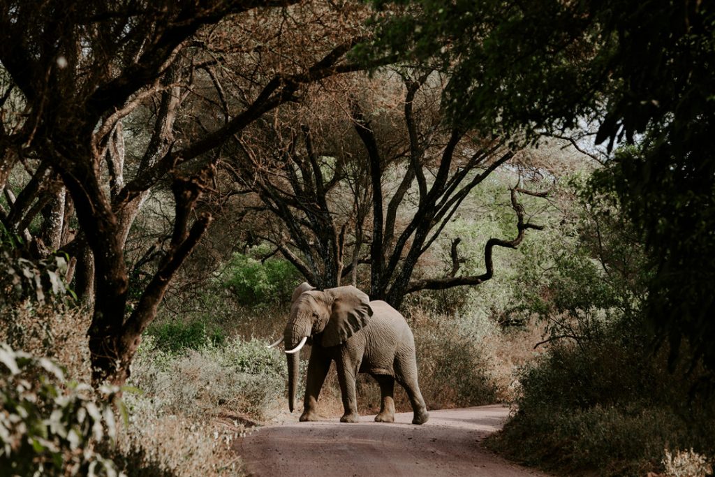 Elephants crossing a road in the forest