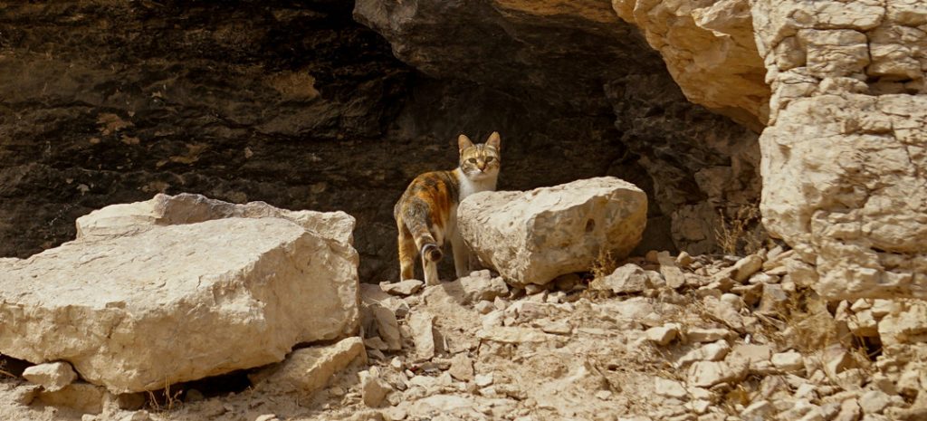 A feral cat behind a rock pile