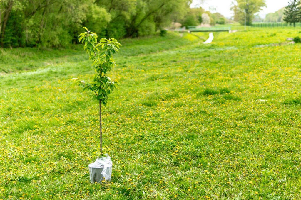 Plant trees