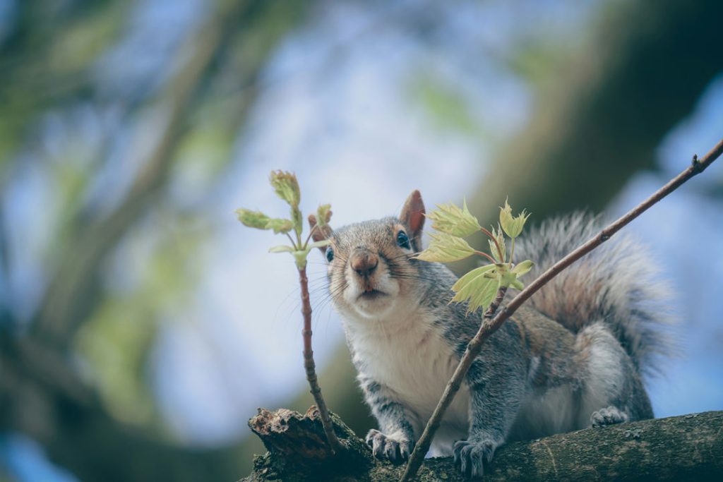 Squirrel wildlife