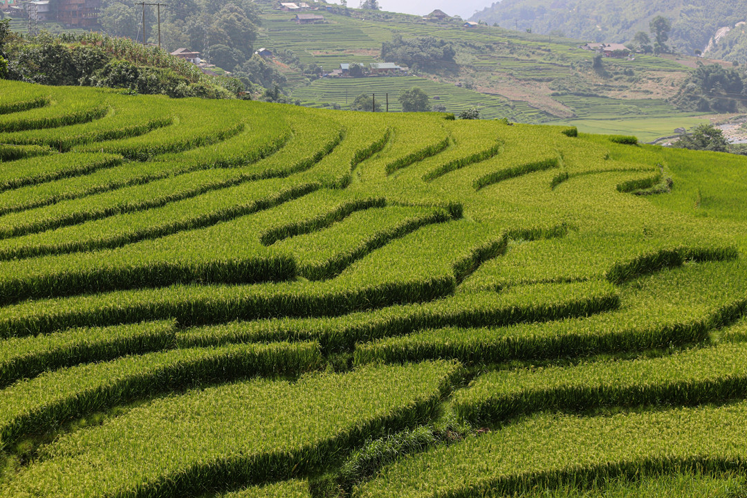 terraced fields