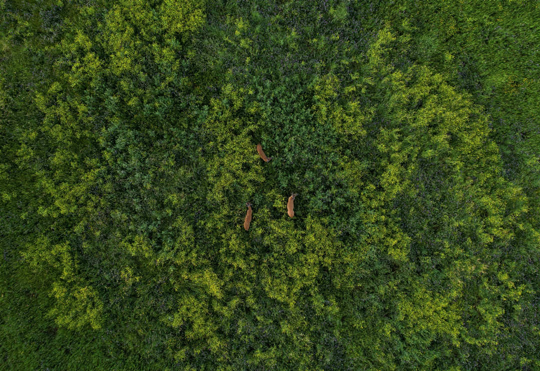 Deers in the green grass