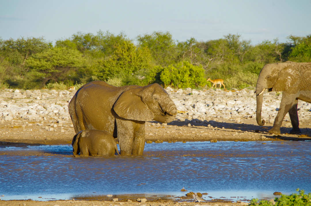 Elephants at the waterhole